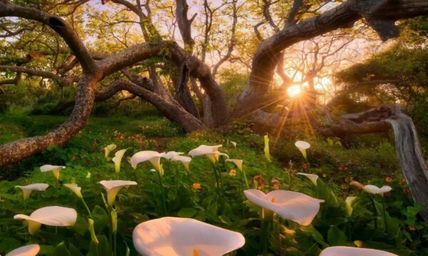 Ритмичная природа