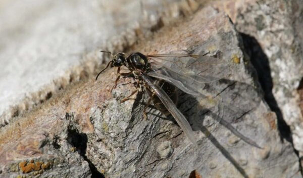 Крылатый муравей перед размножением
