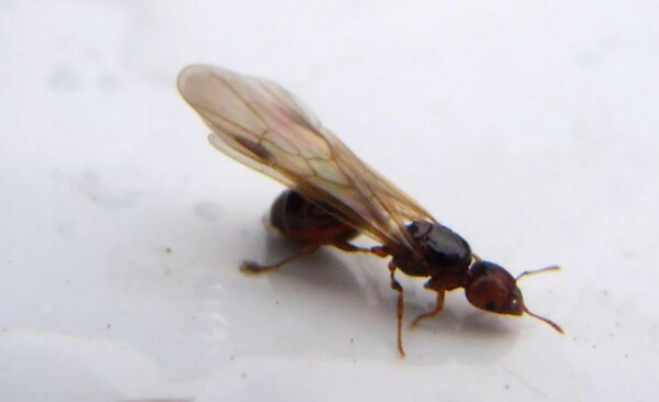 Крылатый муравей прилетел в дом