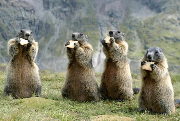 Сурки обедают днем