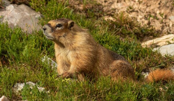 Сурок в природе