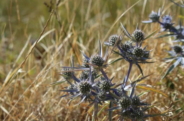 Бурьян растет как сорная трава