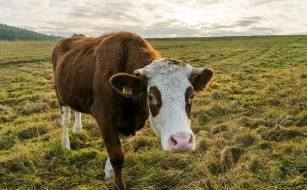 Корова кушает сорняки