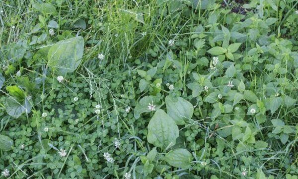 Сорняки помогают другим растениям