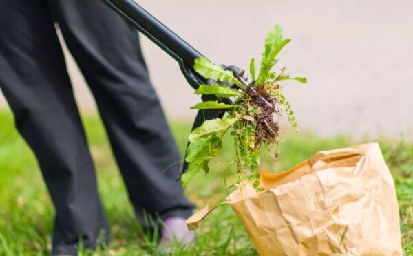 Уборка сорняков на поле