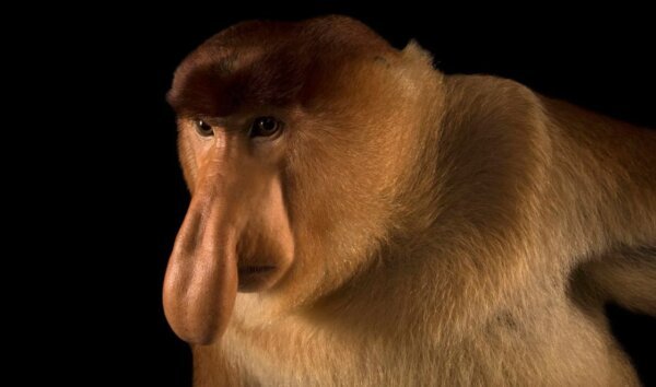 Обезьяна с большим носом