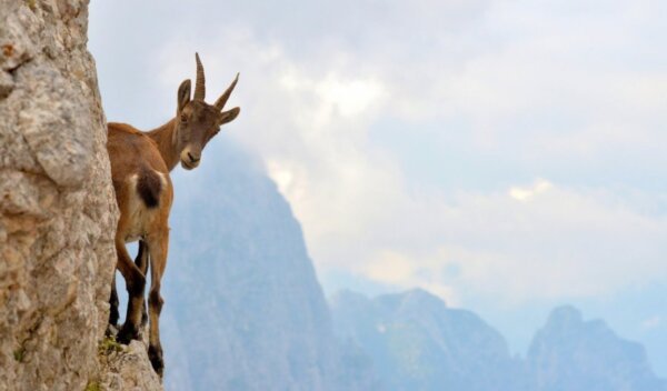 Что делают козлы на скалах