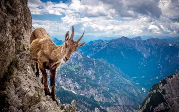 Коза стоит на отвесной скале