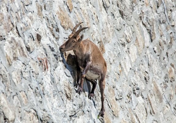 Козел держится ногами за скалу