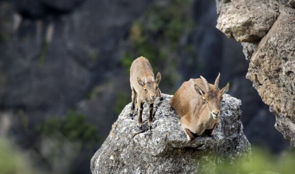 Козленок с мамой на камнях