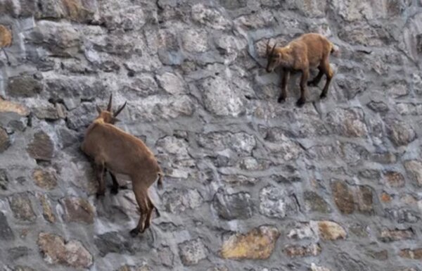 Козы прыгнули на отвесную стену из скалы