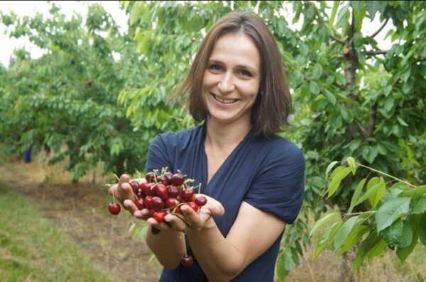 Сбор вишни черри