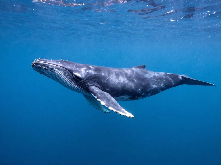 Финвал Средиземноморья и Атлантики