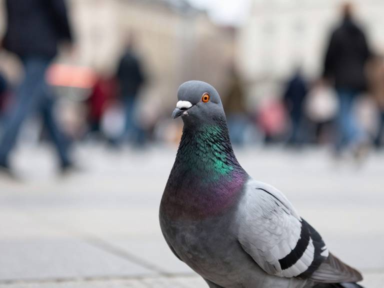 Голубь крупным планом на фоне города